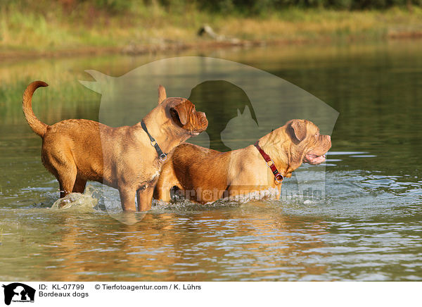 Bordeauxdoggen / Bordeaux dogs / KL-07799