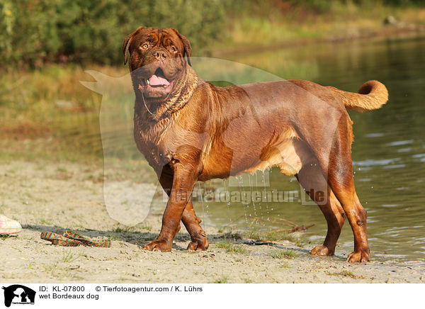 nasse Bordeauxdogge / wet Bordeaux dog / KL-07800