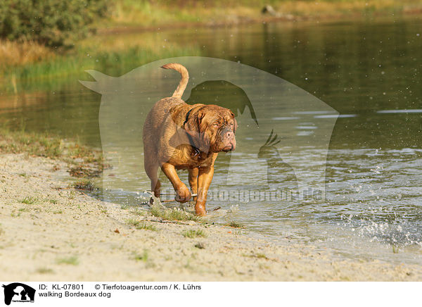 laufende Bordeauxdogge / walking Bordeaux dog / KL-07801