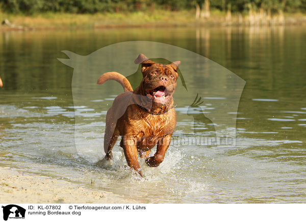 running Bordeaux dog / KL-07802