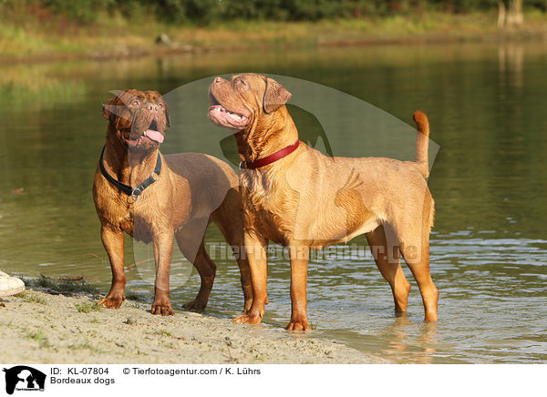 Bordeauxdoggen / Bordeaux dogs / KL-07804