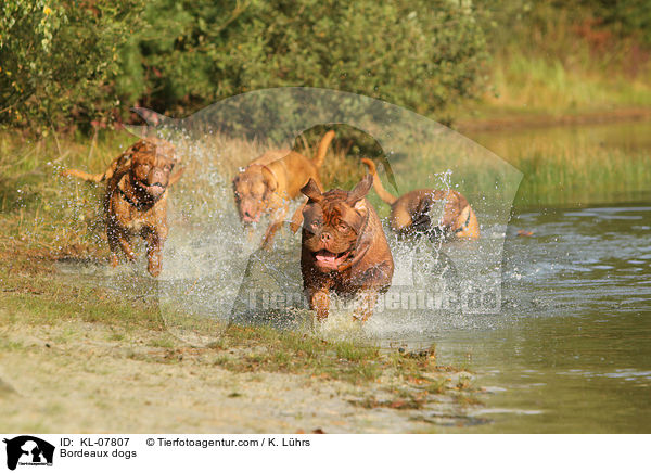 Bordeauxdoggen / Bordeaux dogs / KL-07807