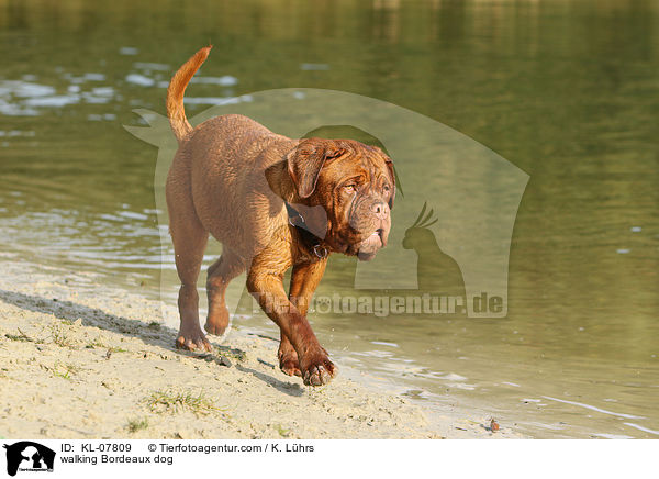 laufende Bordeauxdogge / walking Bordeaux dog / KL-07809
