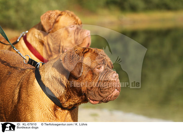 Bordeauxdoggen / Bordeaux dogs / KL-07810