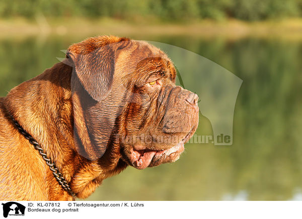Bordeauxdogge Portrait / Bordeaux dog portrait / KL-07812