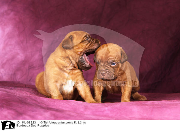 Bordeauxdoggen Welpen / Bordeaux Dog Puppies / KL-08223