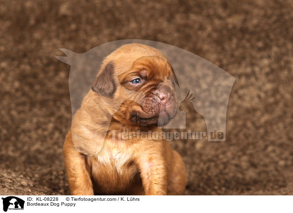 Bordeauxdogge Welpe / Bordeaux Dog Puppy / KL-08228