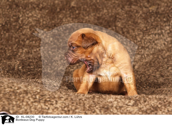 Bordeauxdogge Welpe / Bordeaux Dog Puppy / KL-08230