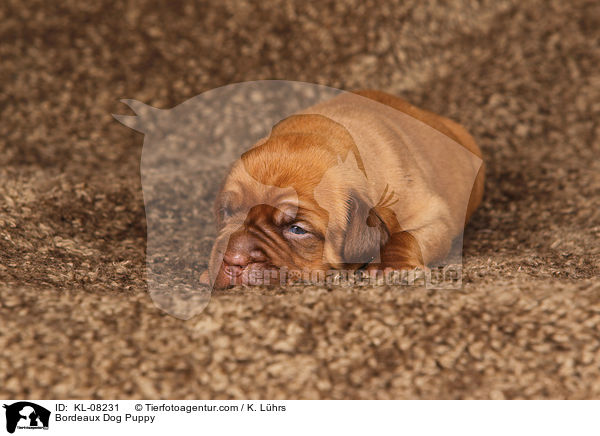 Bordeauxdogge Welpe / Bordeaux Dog Puppy / KL-08231