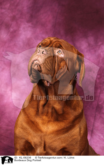 Bordeauxdogge Portrait / Bordeaux Dog Portrait / KL-08236