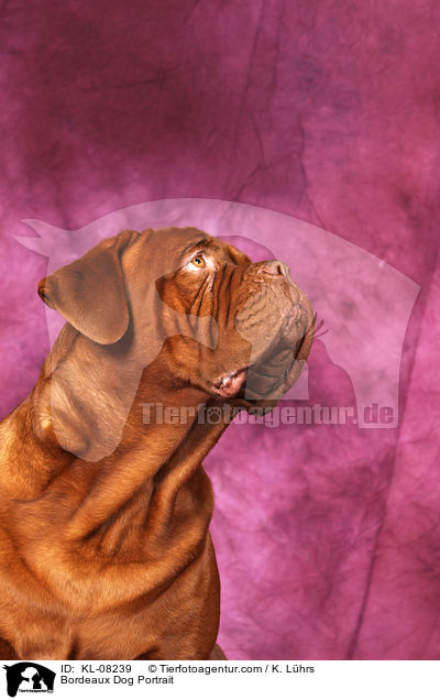 Bordeauxdogge Portrait / Bordeaux Dog Portrait / KL-08239
