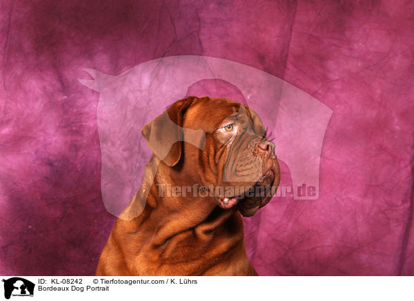 Bordeauxdogge Portrait / Bordeaux Dog Portrait / KL-08242