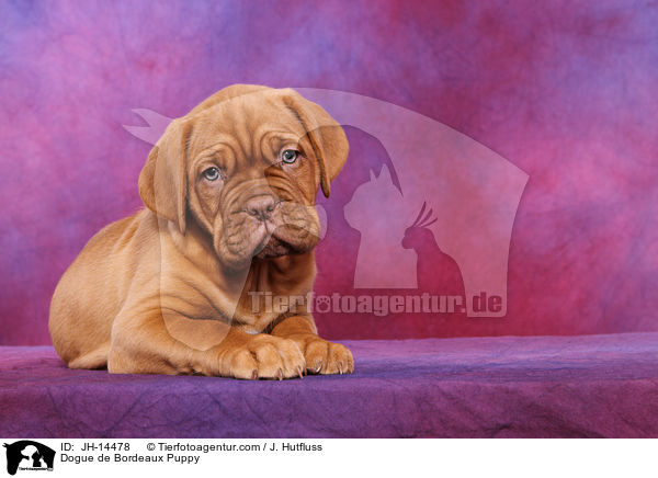 Bordeauxdogge Welpe / Dogue de Bordeaux Puppy / JH-14478