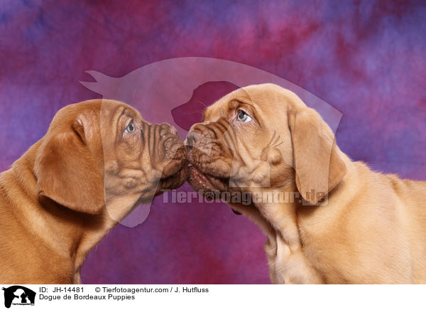 Bordeauxdogge Welpen / Dogue de Bordeaux Puppies / JH-14481