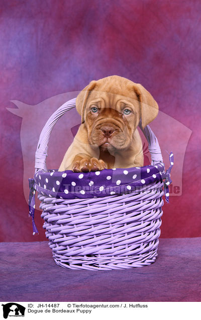 Bordeauxdogge Welpe / Dogue de Bordeaux Puppy / JH-14487