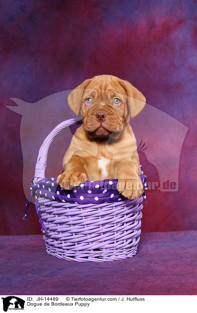 Bordeauxdogge Welpe / Dogue de Bordeaux Puppy / JH-14489