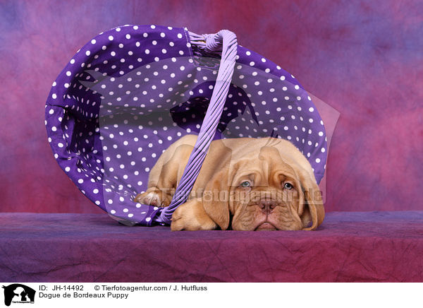 Bordeauxdogge Welpe / Dogue de Bordeaux Puppy / JH-14492