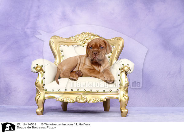 Bordeauxdogge Welpe / Dogue de Bordeaux Puppy / JH-14509
