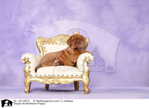 Bordeauxdogge Welpe / Dogue de Bordeaux Puppy / JH-14513