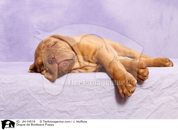 Bordeauxdogge Welpe / Dogue de Bordeaux Puppy / JH-14519