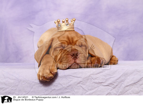 Bordeauxdogge Welpe / Dogue de Bordeaux Puppy / JH-14521