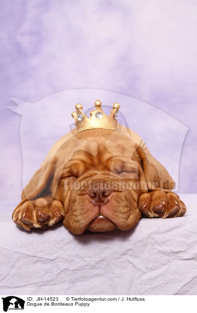 Bordeauxdogge Welpe / Dogue de Bordeaux Puppy / JH-14523