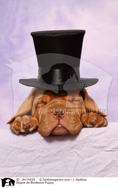 Dogue de Bordeaux Puppy / JH-14525