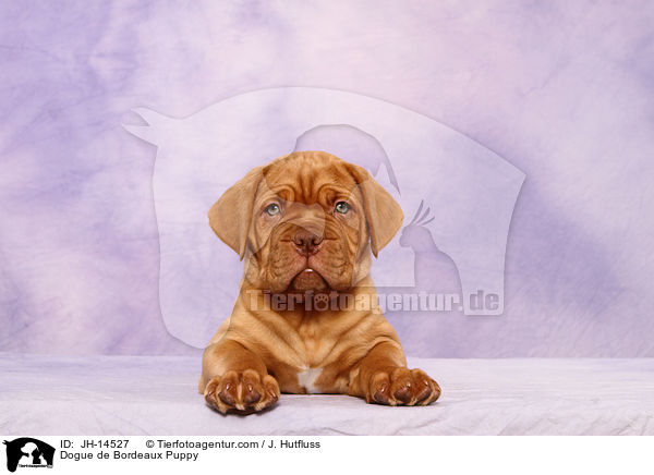 Bordeauxdogge Welpe / Dogue de Bordeaux Puppy / JH-14527