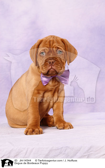 Bordeauxdogge Welpe / Dogue de Bordeaux Puppy / JH-14544