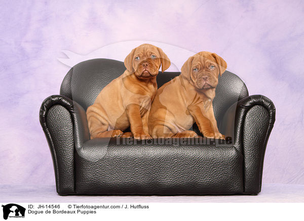 Bordeauxdogge Welpen / Dogue de Bordeaux Puppies / JH-14546