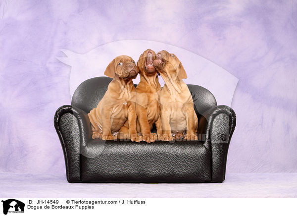 Bordeauxdogge Welpen / Dogue de Bordeaux Puppies / JH-14549