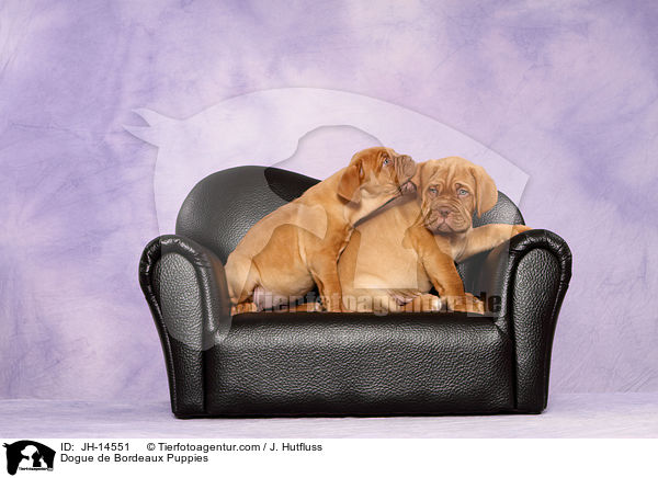 Bordeauxdogge Welpen / Dogue de Bordeaux Puppies / JH-14551