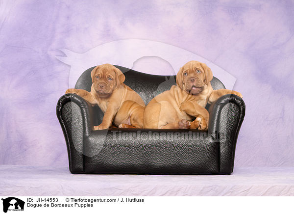 Bordeauxdogge Welpen / Dogue de Bordeaux Puppies / JH-14553