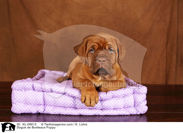 Bordeauxdogge Welpe / Dogue de Bordeaux Puppy / KL-08612