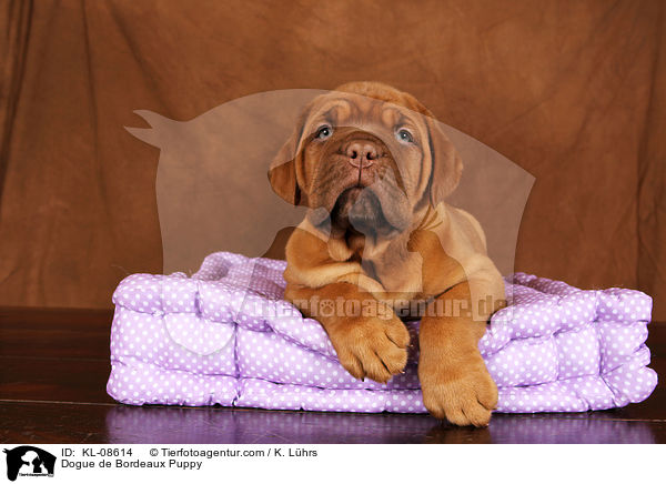 Bordeauxdogge Welpe / Dogue de Bordeaux Puppy / KL-08614