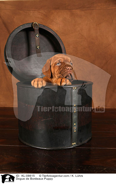 Bordeauxdogge Welpe / Dogue de Bordeaux Puppy / KL-08615