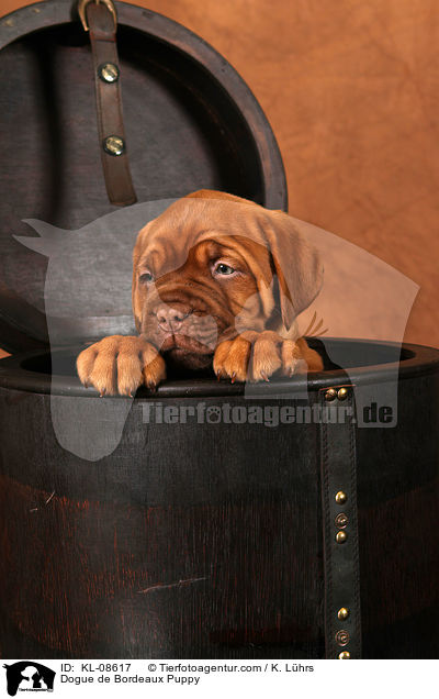Bordeauxdogge Welpe / Dogue de Bordeaux Puppy / KL-08617