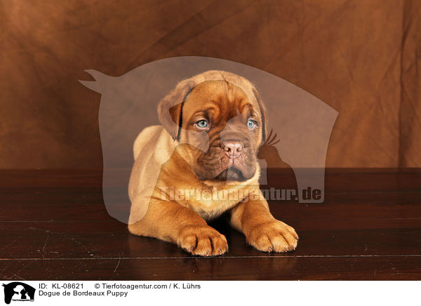 Bordeauxdogge Welpe / Dogue de Bordeaux Puppy / KL-08621