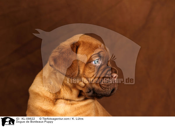 Bordeauxdogge Welpe / Dogue de Bordeaux Puppy / KL-08622