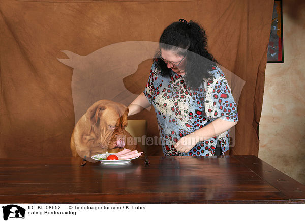 Bordeauxdogge beim Essen / eating Bordeauxdog / KL-08652
