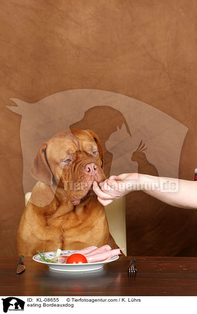 Bordeauxdogge beim Essen / eating Bordeauxdog / KL-08655