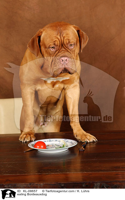 Bordeauxdogge beim Essen / eating Bordeauxdog / KL-08657