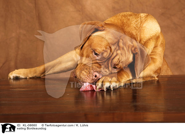 fressende Bordeauxdogge / eating Bordeauxdog / KL-08660
