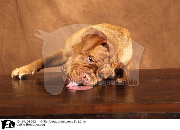 fressende Bordeauxdogge / eating Bordeauxdog / KL-08662