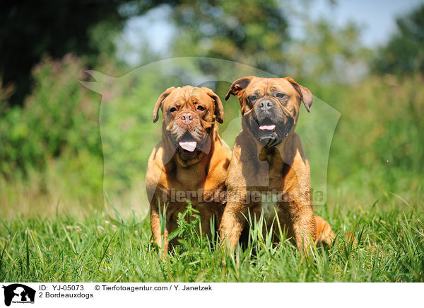 2 Bordeauxdoggen / 2 Bordeauxdogs / YJ-05073