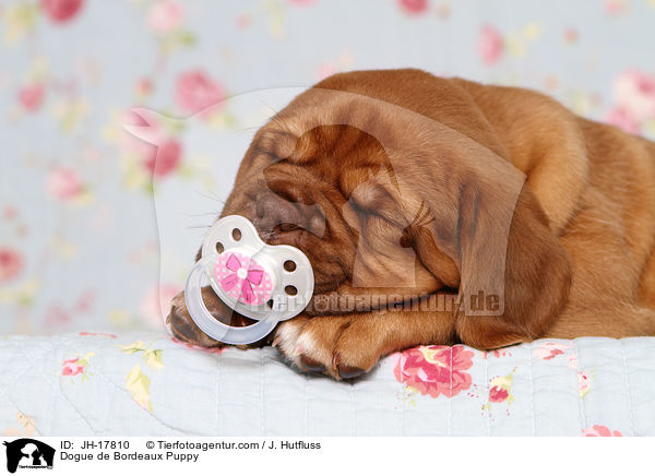 Bordeauxdogge Welpe / Dogue de Bordeaux Puppy / JH-17810