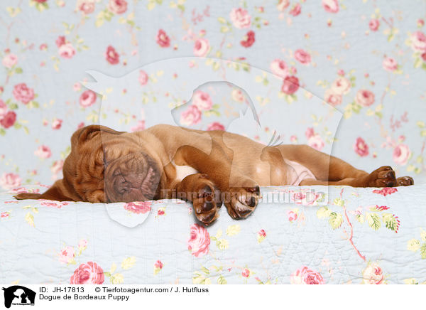 Bordeauxdogge Welpe / Dogue de Bordeaux Puppy / JH-17813