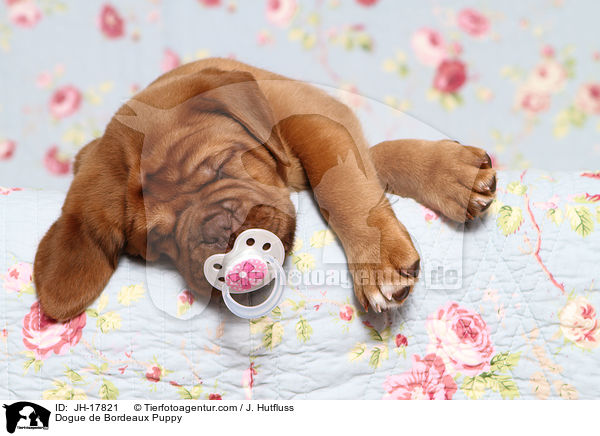 Bordeauxdogge Welpe / Dogue de Bordeaux Puppy / JH-17821