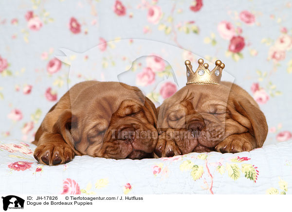 Bordeauxdogge Welpen / Dogue de Bordeaux Puppies / JH-17826