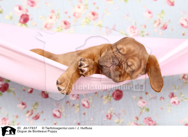Bordeauxdogge Welpe / Dogue de Bordeaux Puppy / JH-17837